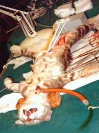 A voir: un élevage de chats en partance pour l'enfer! Vivisection_chat