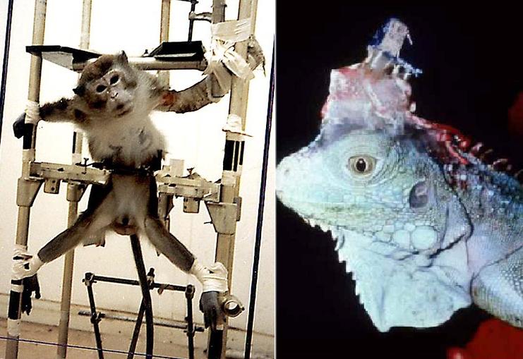 Sauvons les animaux des laboratoires marseillais! Vivisection-singe-et-iguane