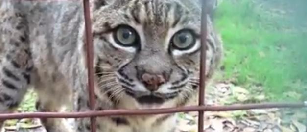 Graciosas Reacciones de Grandes Felinos Graciosas-reacciones-de-grandes-felinos-ejemplar-asustado