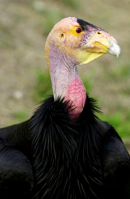 parque nacional:sierra de san pedro martir Condor2