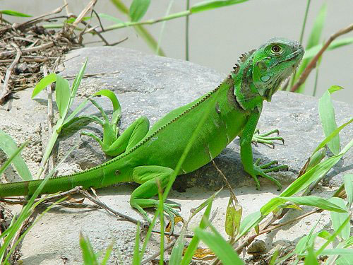 Iguanas Iguana