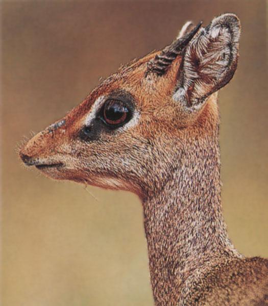 Animaux du net - Page 5 Dik-dik_AfricanAntelope-FaceCloseup