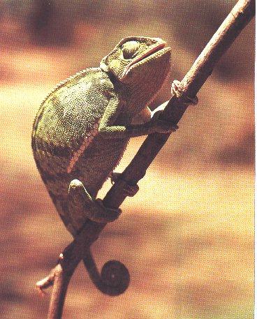 اشياء غريبة تفضل بالدخول CommonChameleon-HangingTree