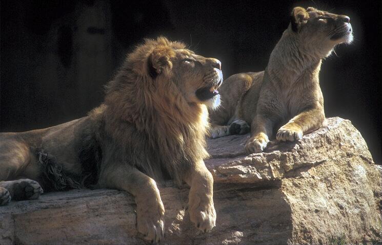 Fotografije malih i velikih mačaka - Page 2 253067-LIONS-COUPLE_LOOKING_UP_ON_ROCK