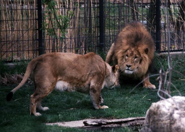 Fotografije malih i velikih mačaka - Page 2 2LIONSCOUPLE-INCAGE