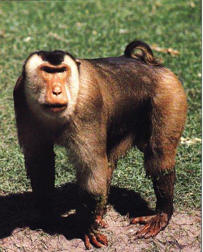 كيف تتنقل الحيوانات خاص للاطفال Monkey-Pig-TailedMacaque01