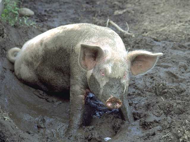 كيف ينتقل انفلونزا الخنازير الى البشر Photo095-WhiteDomesticPig-MudBath