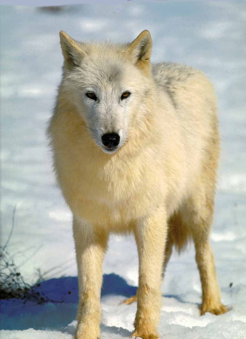 Timber GrayWolf-08_WhiteGoldenFur-OnSnow