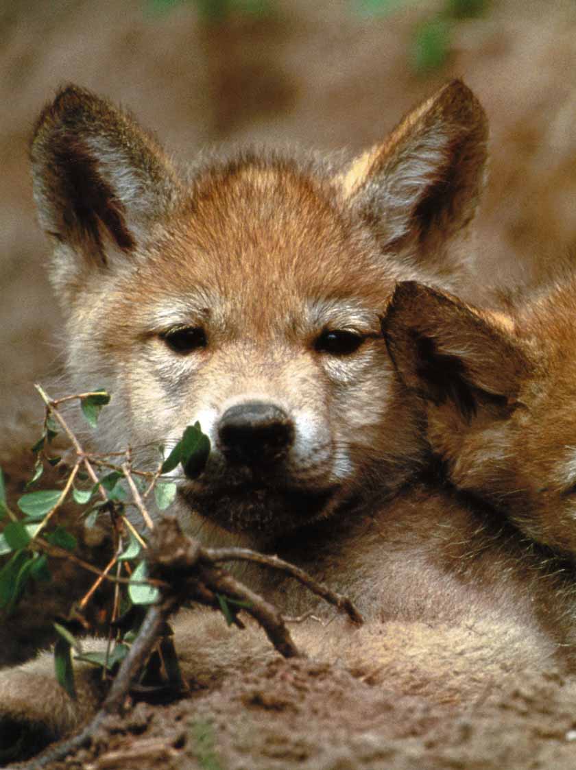 Wolf GrayWolf-02_CutePuppy-Closeup