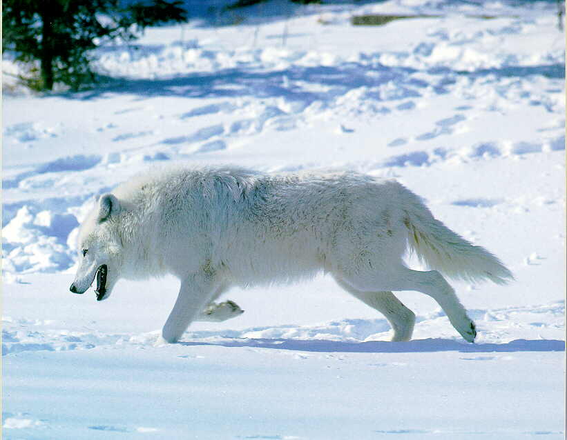 Wolf GrayWolf_X-WhiteFur-Runs_InSnow