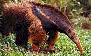   Anteater