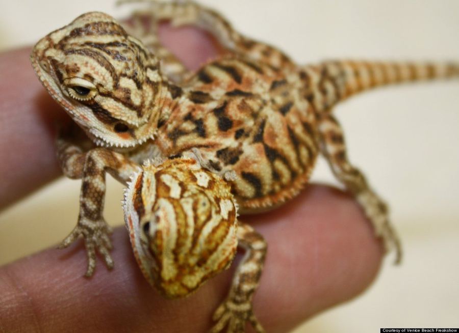   الموسيقي تود راي وهواية جمع توائم الحيوانات السيامية Todd Ray,The hobby of collecting animals Siamese twins Two_2