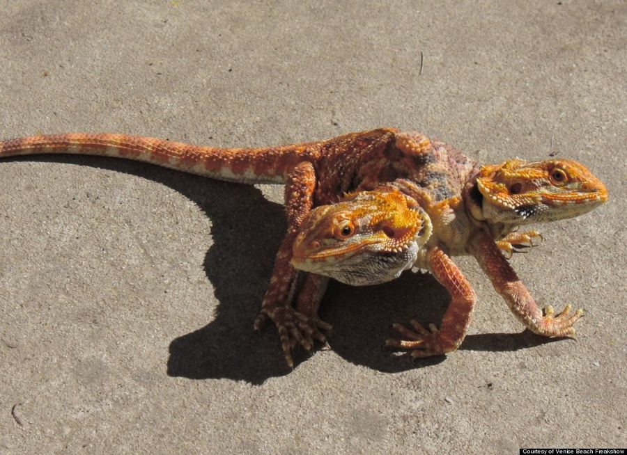   الموسيقي تود راي وهواية جمع توائم الحيوانات السيامية Todd Ray,The hobby of collecting animals Siamese twins Two_3