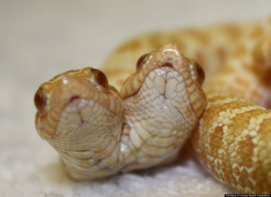   الموسيقي تود راي وهواية جمع توائم الحيوانات السيامية Todd Ray,The hobby of collecting animals Siamese twins Two_6