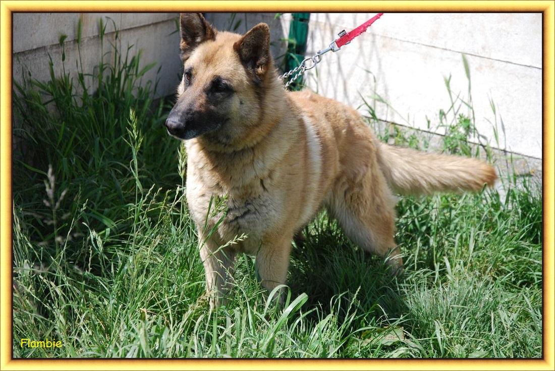 Molly - F - 2ans - SPA Arthaz (74) Chien%2016