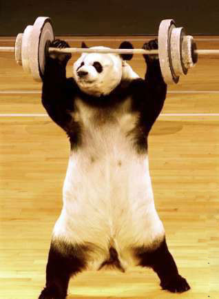 On veut des images - Page 11 Animaux44-vip-blog-com-151298panda-haltere