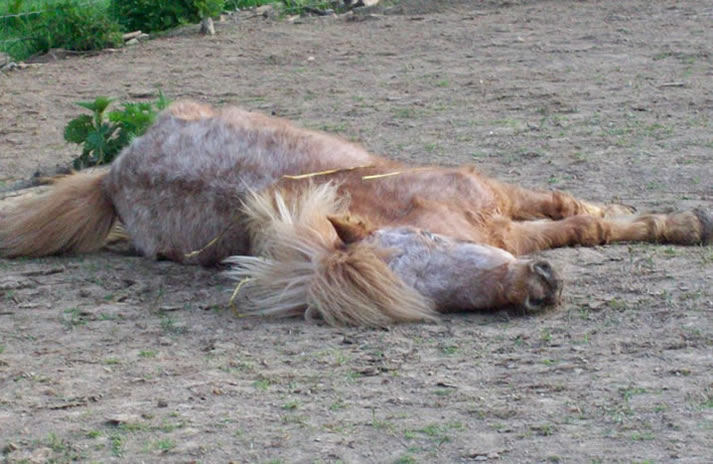 A regarder en entier Full-news-ogy-poney-mort-2-001