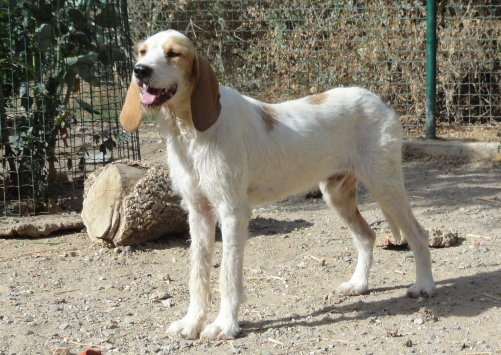 MIEL - courant 4 ans - Animaux sans Frontière à Bormes les Mimosas (83) DSC06146-1024x726