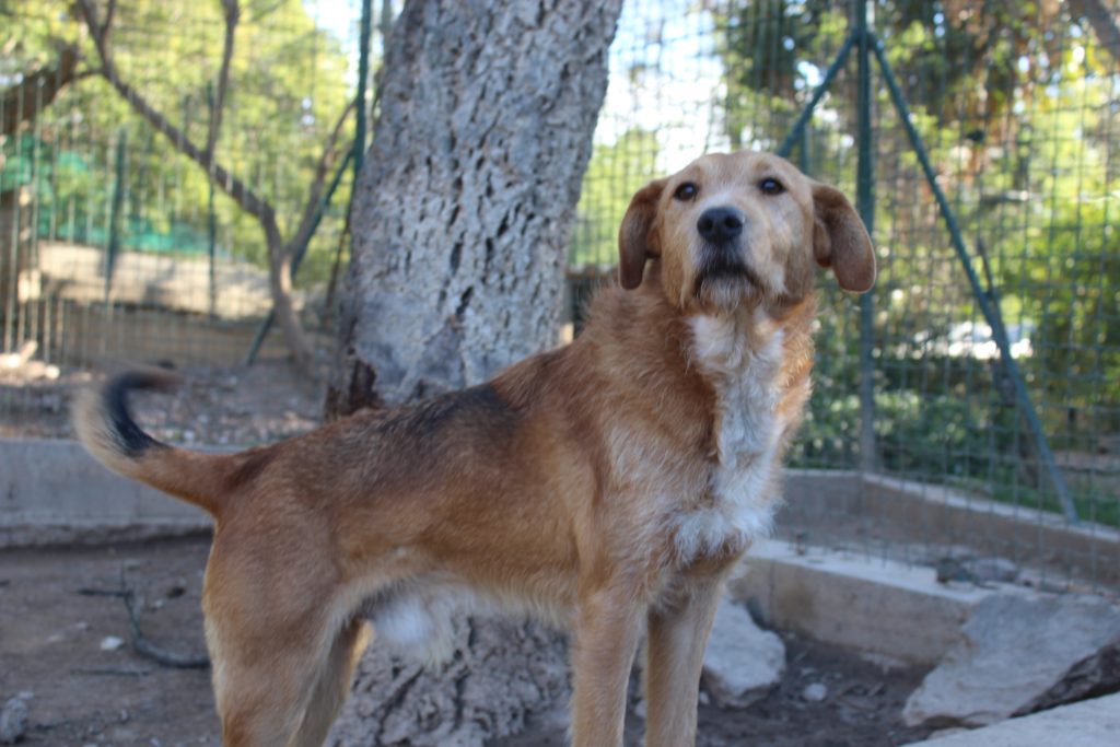 MICKEY - x griffon 8 ans - Animaux sans Frontière à Bormes les Mimosas (83) MICKEY-1024x683