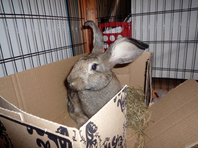 Moka, bébé lapin (grande taille, fils de Vanille & Chocolat), gris garenne [Asso Ani-nounou] ADOPTE Moka5