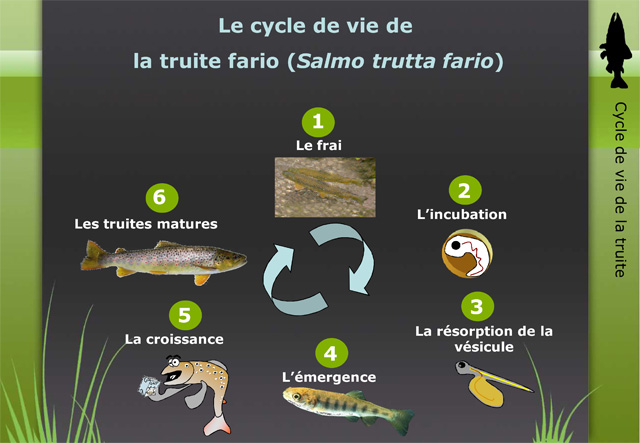 Le Cycle de la Truite (PDF) Cycletruite-grd