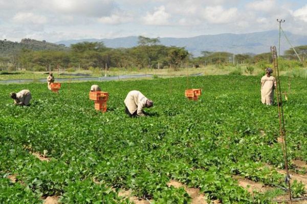 Monsanto and Syngenta Lobby Tanzanian Government to Pass Law to Jail Farmers for Exchanging Their Traditional Seed S-3-29-e1485248909813