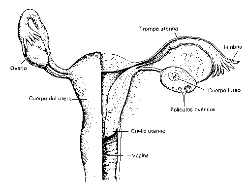 La Realidad del Aborto parte1 Utero6