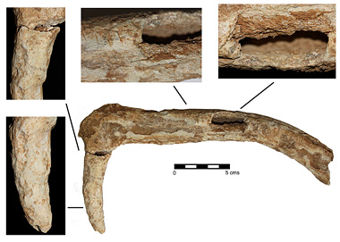 Descubren hoz en asta de ciervo del Neolítico Figure6