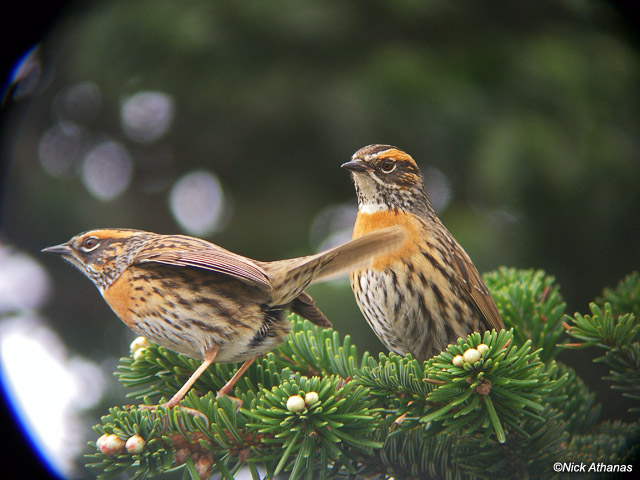 ABC Animales con su foto - Página 2 Rufous-breasted-Accentor-sichuan_05942