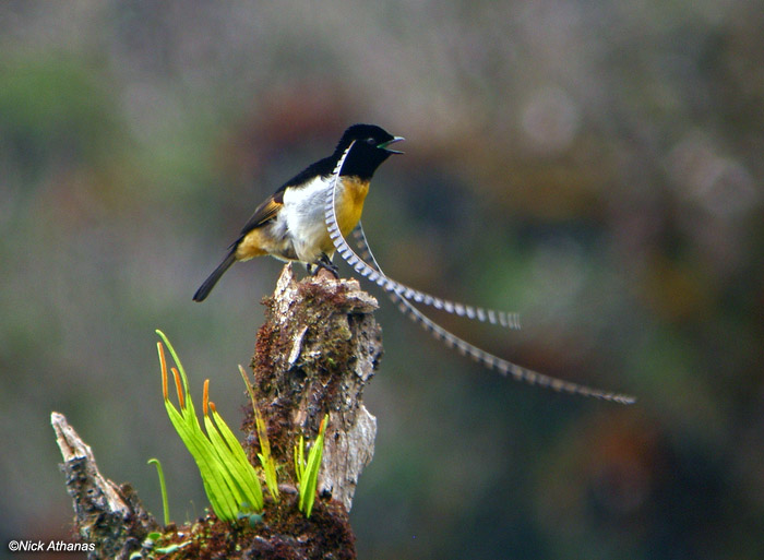 Armée d’oursins et d’étoiles de mer  King-of-Saxony-Bird-of-paradise-png_03131