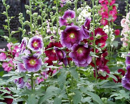 الختمية Althaea rosea Tatiaoi