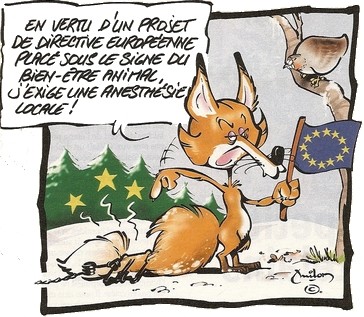 BONJOUR - BUEN DIA - Page 40 Renard%20europe