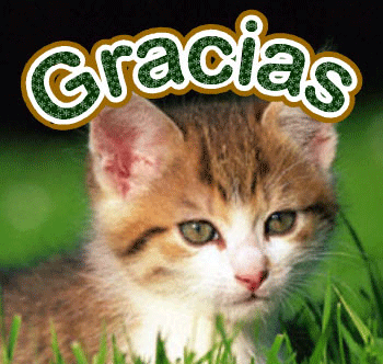 Investigan el acento de los gatos GRACIAS03