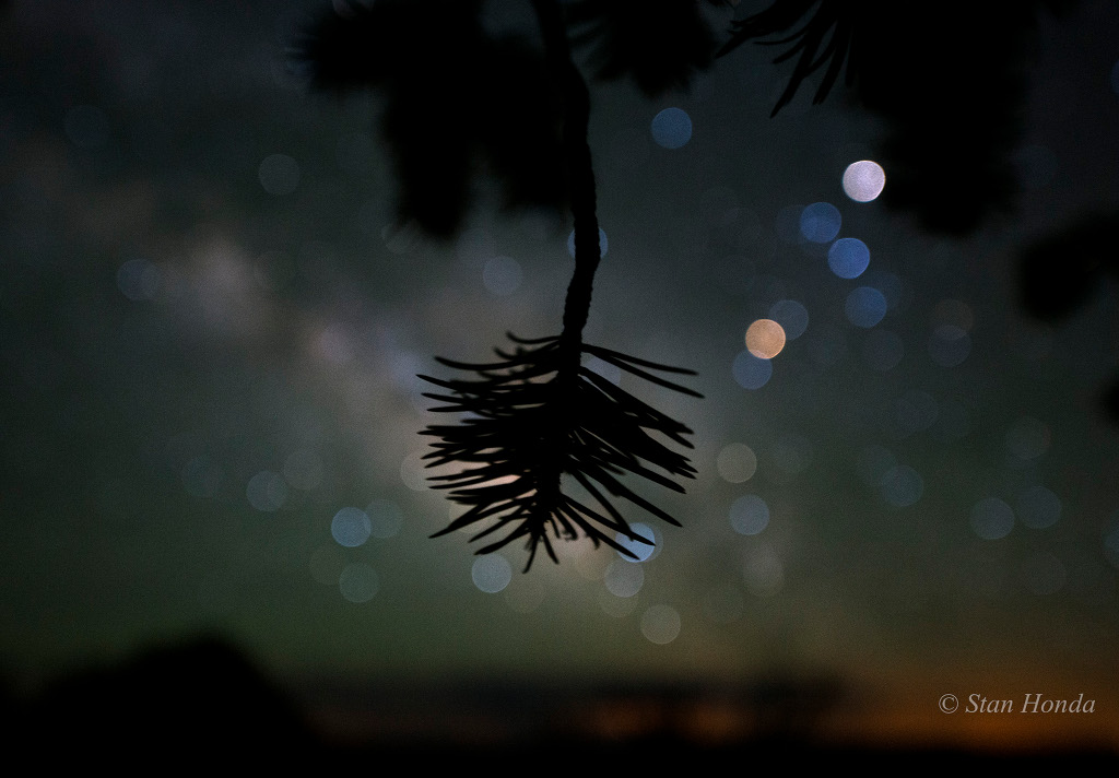 012 - APOD - DECEMBAR 2015. SHonda-pinyon-scorpius1024