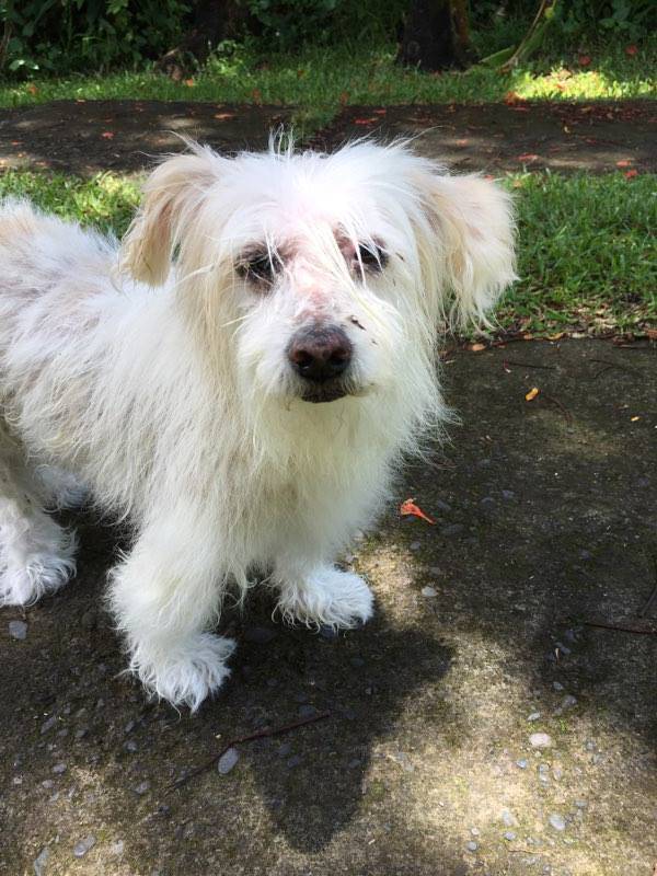 ANGELY COTON TULEAR F 14 ANS APPAR 974 Thumb_8168_image_big