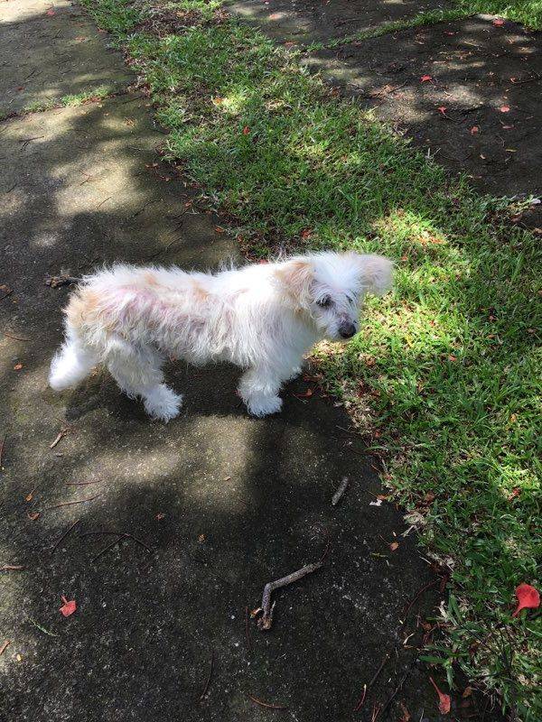 ANGELY COTON TULEAR F 14 ANS APPAR 974 Thumb_8172_image_big