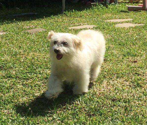 ANGELY COTON TULEAR F 14 ANS APPAR 974 Thumb_8178_image_big