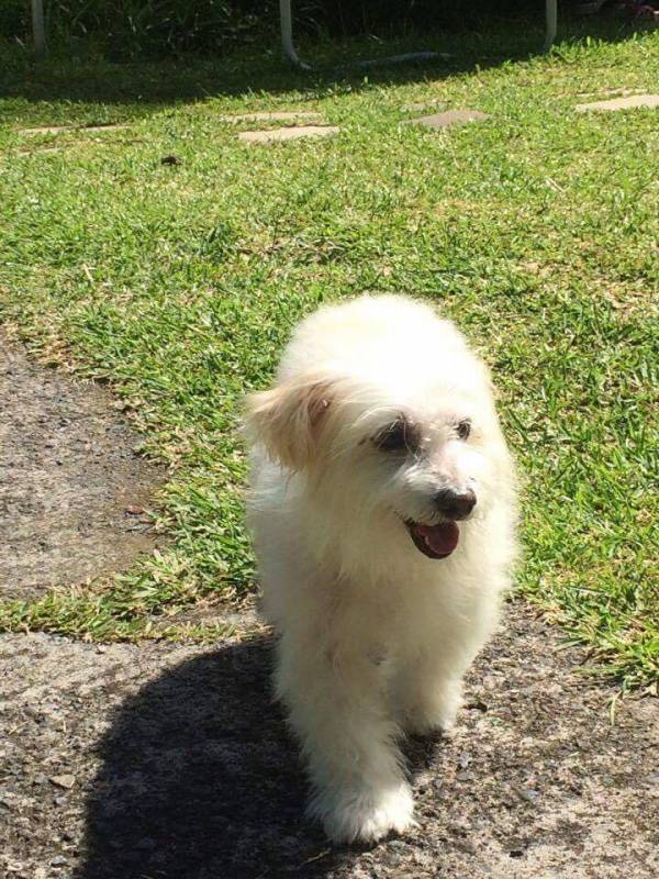 ANGELY COTON TULEAR F 14 ANS APPAR 974 Thumb_8182_image_big