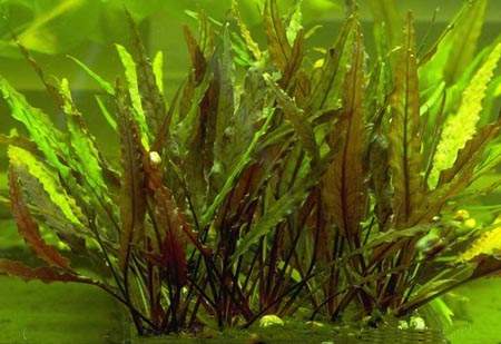 CRYPTOCORYNE UNDULATA Cryptocoryne%20undulata2