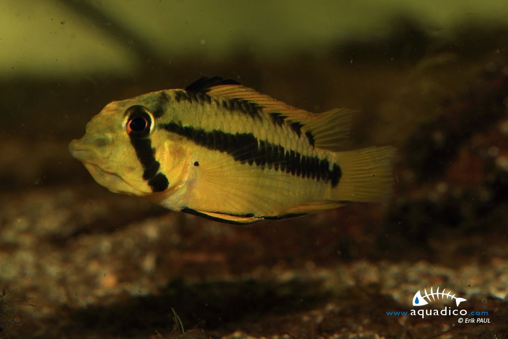 Apistogramma D50, sp Alto Vaupes II Apistogramma_D50_sp_Alto_Vaupes_II-female_incubating_3_scale_1200x800