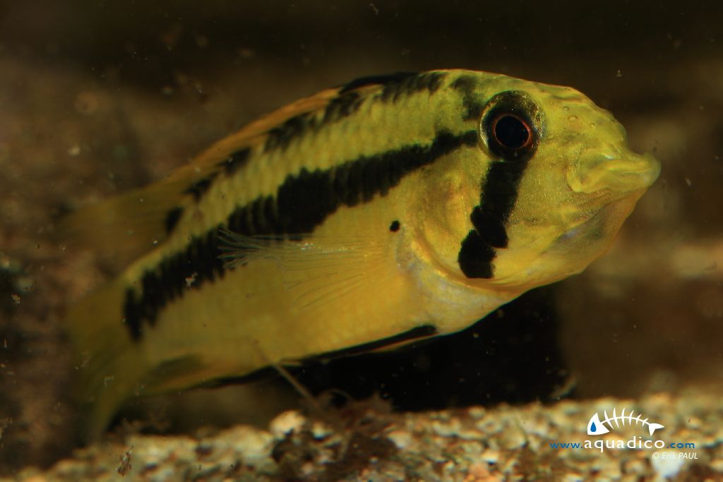 Apistogramma D50, sp Alto Vaupes II Apistogramma_D50_sp_Alto_Vaupes_II-female_incubating_scale_1200x800