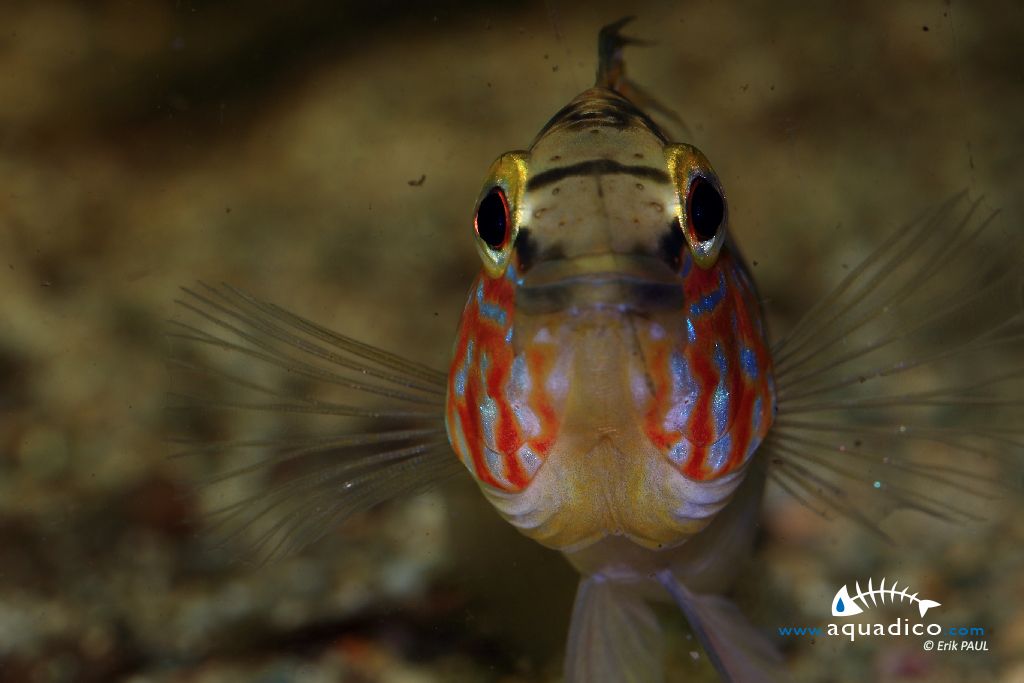 Apistogramma D50, sp Alto Vaupes II Apistogramma_D50_sp_Alto_Vaupes_II-male_agressive_scale_1200x800