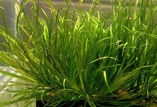 BLYXA AUBERTII Blyxa_aubertii1