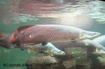 L'arapaima. Pirarucu_arapaima_gigas