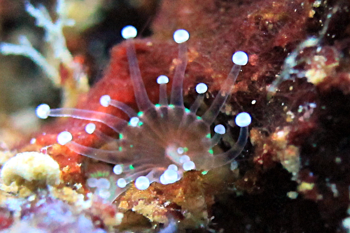 Micro récif de 60L - Page 2 Anemonebijou