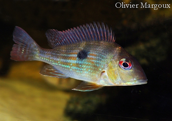 Geophagus de la Sinnamary Geospsinnamary-om