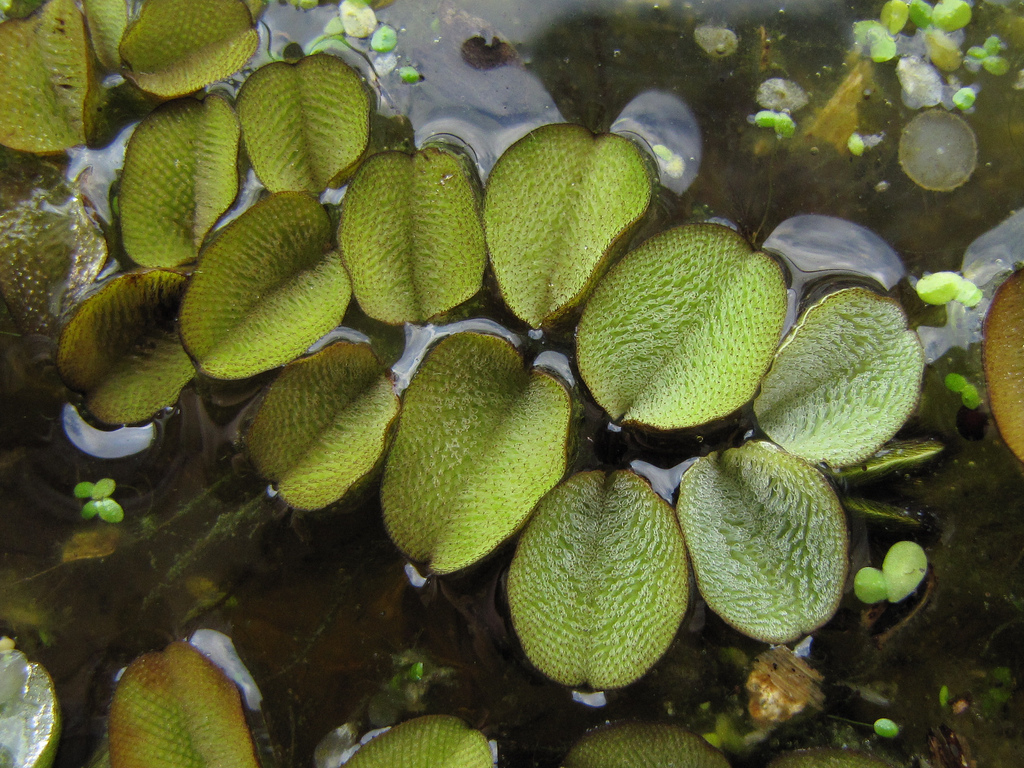 Plantas Flutuantes para Aquários Pequenos Salvinia_natans