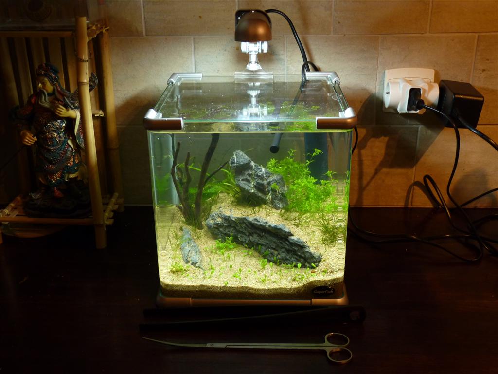 fan d'aquascaping avec son fz38 0jour_2