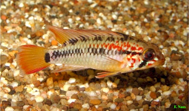 apistogramma  viejita Apistogramma_viejita4