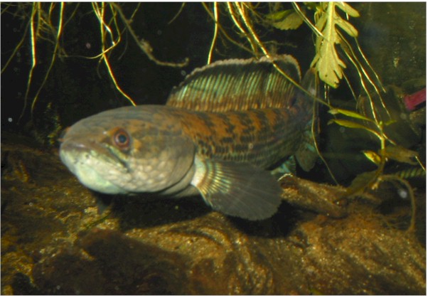 Όλα τα είδη Channa(Snakehead) με αναλυτικά προφίλ. Channa%20stewartii%20mouthbreeding